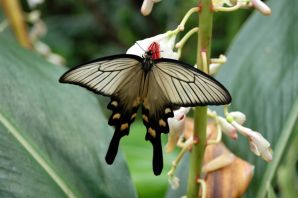 Индийский шелкопряд бабочка