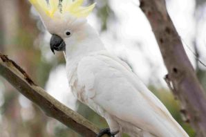 Попугай белый какаду