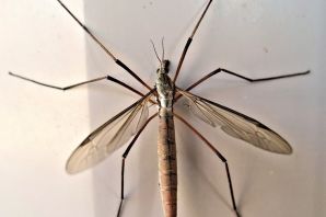 Болотный комар