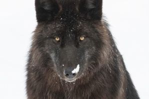 Черный волк с голубыми глазами