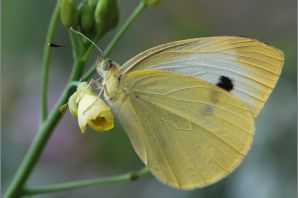 Бабочка капустница желтая