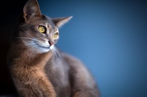 Противоаллергенные породы кошек