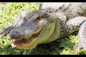 Крокодилы австралии