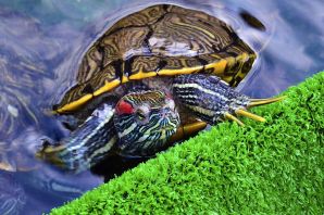 Красноухая водоплавающая черепаха