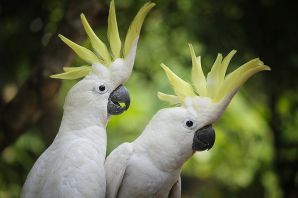 Черные попугаи породы