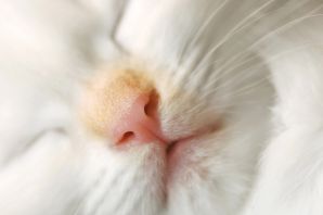 Черный кот с розовым носом