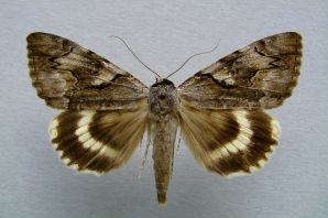 Орденская лента бабочка