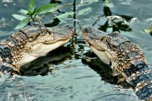 Виды крокодилов и аллигаторов