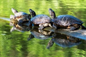 Черепахи сухопутные и водные