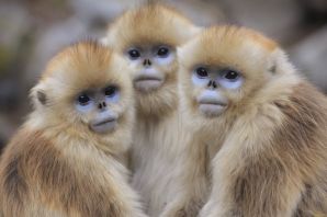 Разновидности обезьян