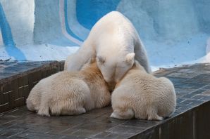Белые медведи в новосибирском зоопарке