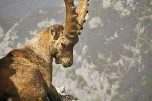 Самый большой горный козел