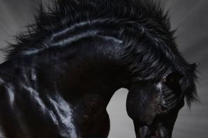 Черный мустанг конь