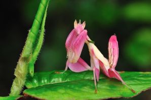 Розовый орхидейный богомол