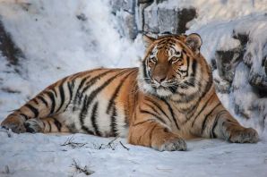 Амурский тигр эндемик