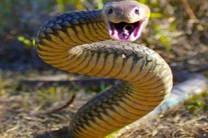 Змея австралийский тайпан