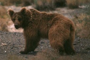 Гобийский бурый медведь