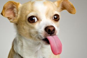 Маленькая собачка с высунутым языком