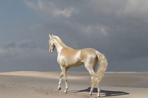Кремовая ахалтекинская лошадь
