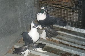 Воронежские зоревые голуби