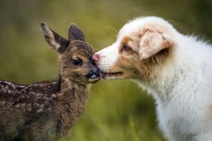 Дружба животных разных видов