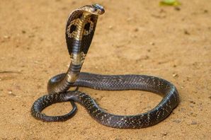 Южноафриканская щитковая кобра
