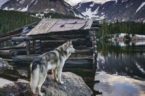 Горные волки аляски