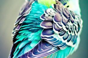 Лазурный волнистый попугай