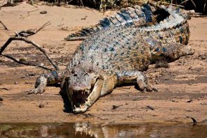 Гребенчатый крокодил