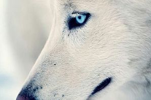 Рыжий волк с голубыми глазами