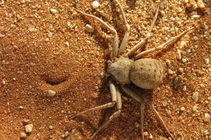Песчаный шестиглазый паук