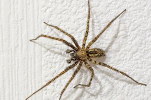 Домовой паук тегенария