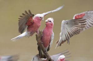 Розовый гала попугай