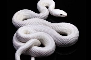 Белая мамба змея