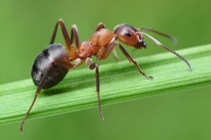 Красный муравей вблизи