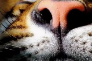 Нос тигра