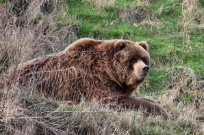 Сибирский бурый медведь самый большой