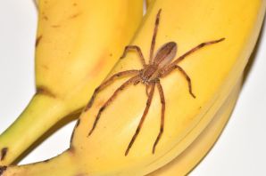 Странствующий паук в бананах