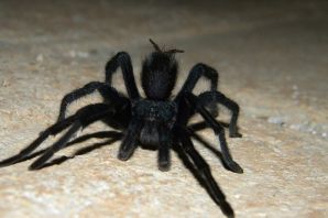 Черный домовый паук