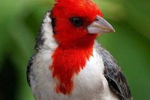 Белый кардинал птица
