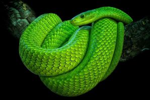 Зеленая змея ядовитая мамба