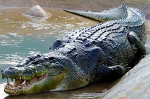 Гребнистый крокодил кассиус