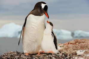 Образ жизни пингвинов