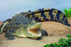 Гребни гребнистого крокодила