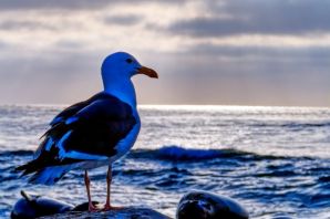 Морские птицы балтийского моря