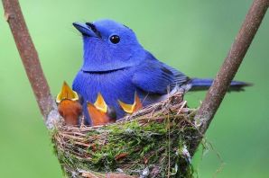 Синий шалашник птица