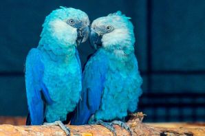 Голубой попугай бразилец