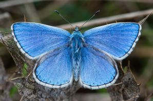 Голубянка аргали бабочка