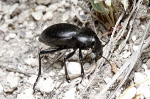 Черный жук чернотелка