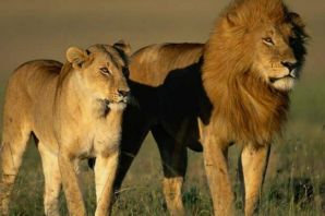 Африканский лев и львица